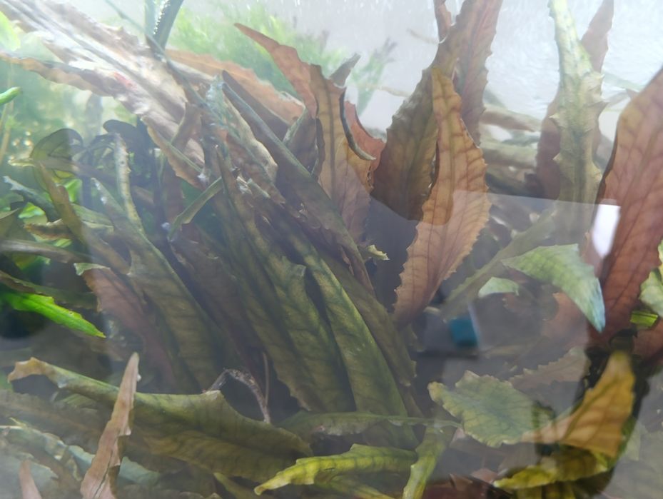 Sadzonki roślin do akwarium