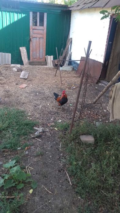 Куры петухи карликовые декоративные бентамки