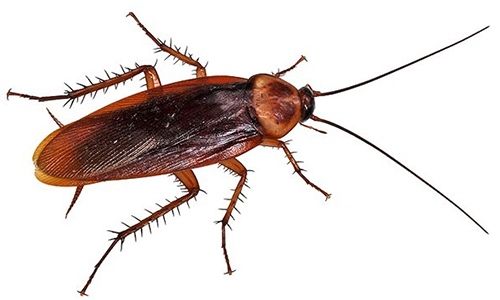 Desinfestação de Percevejos & Baratas em Lisboa & Margem Sul