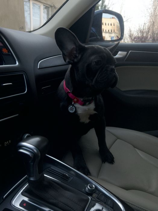 Французький бульдог