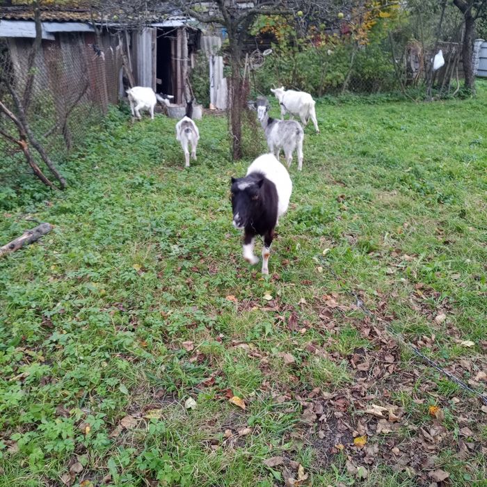 Продам  козу модні і з козенятами...срочно