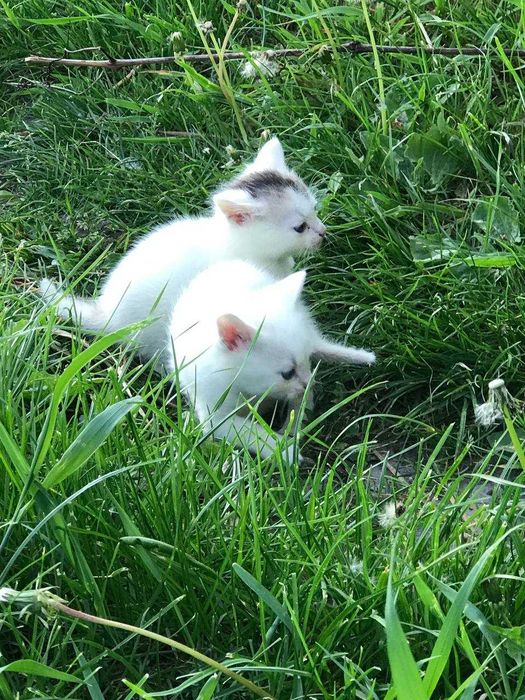 Котенята шукають родину