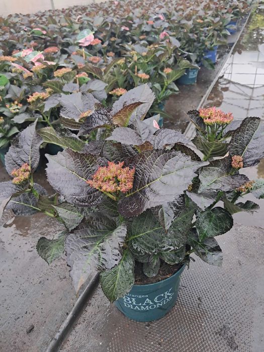 Hortensje ogrodowe, odmiany licencyjne