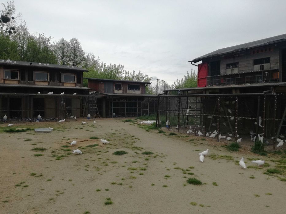 Sprzedam gołębie pocztowe, rozpłodowe, lotowe, stare , młode, delbary.