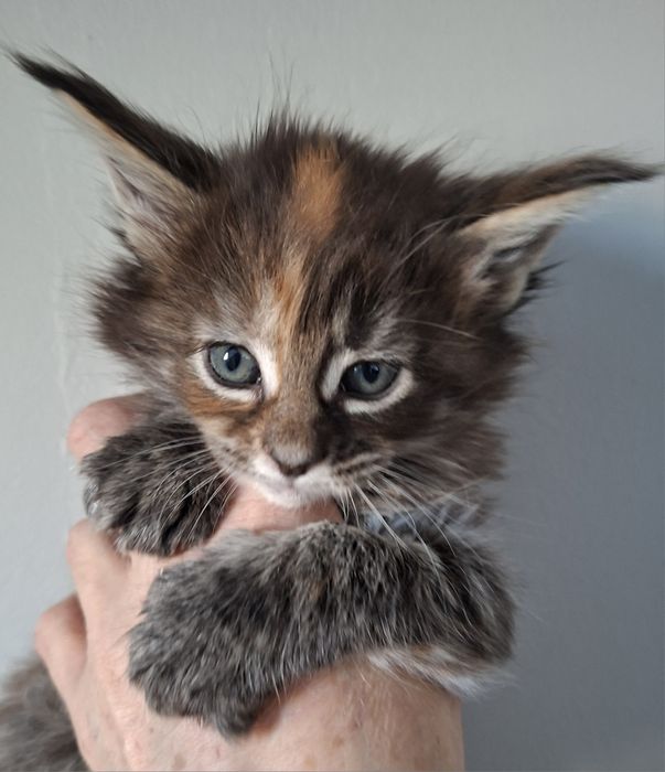 Czarna szylkreta w opcji hodowlanej