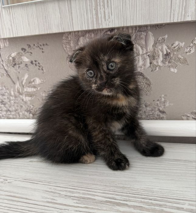 Шотландські кошенята