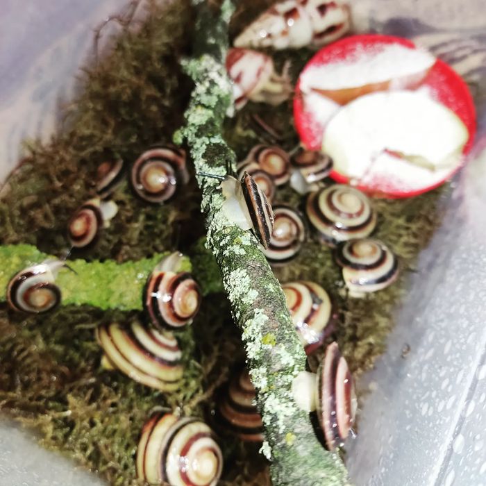 Караколус Сагемони,дресний вид равликів.