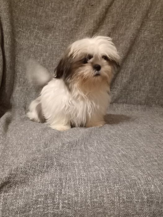 Продаётся девочка ши-тцу