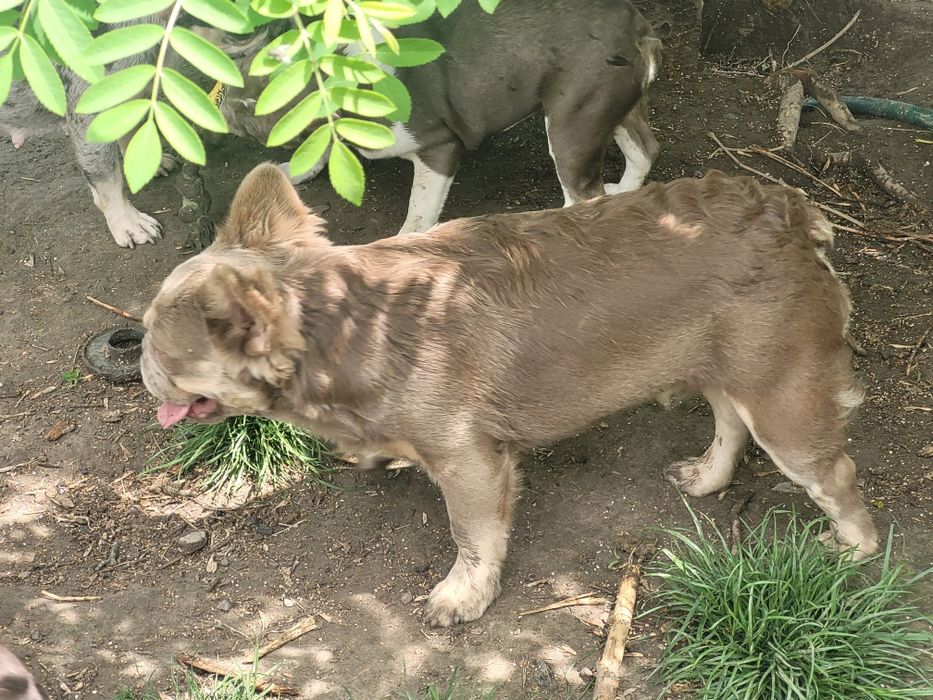 Samiec,  Isabelа fluffy, 1 rok.
