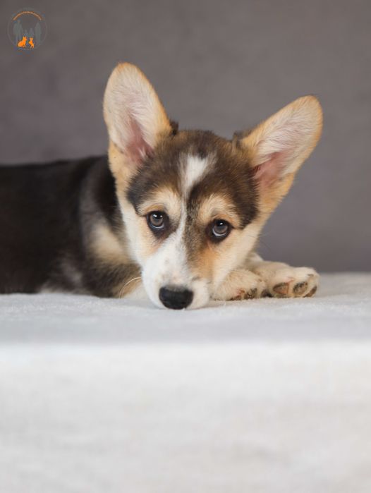 Welsh Corgi Pembroke ZKWP rodzice przebadani na choroby genetyczne