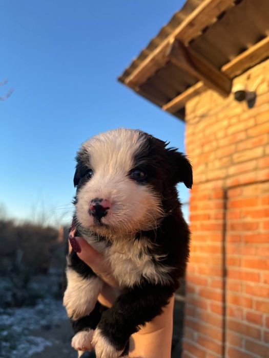 Відам в добрі руки цуценят, осталось дві дівчинки.