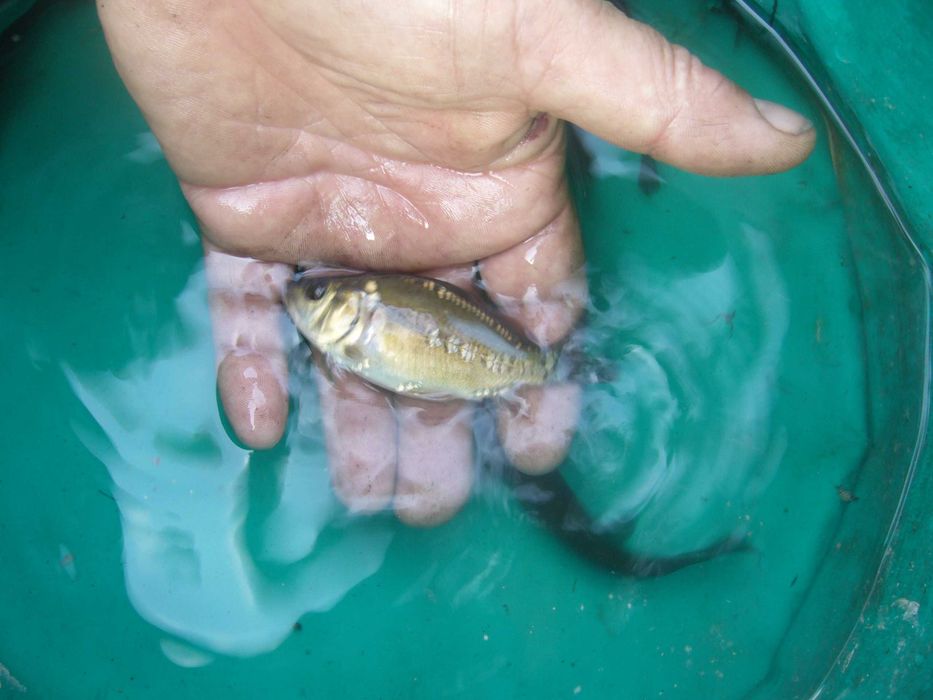 Karp, narybek karpia