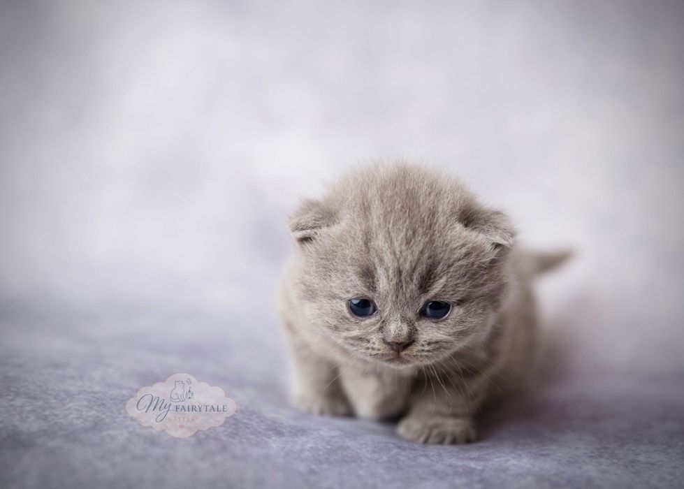 Gatinho British Shorthair