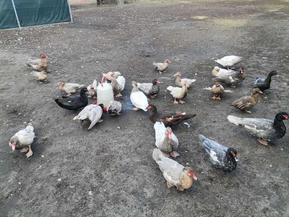 Kaczki francuskie pełnobarwne