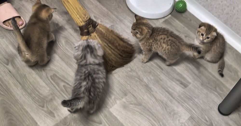 Вислоухие и прямоухие шотландские котята, девочки и мальчик