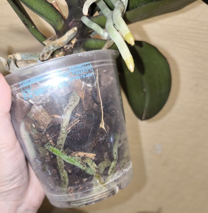 Орхідея Паваротті метелик