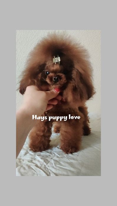 ‼️Ослепительный красавчик, есть щенки‼️