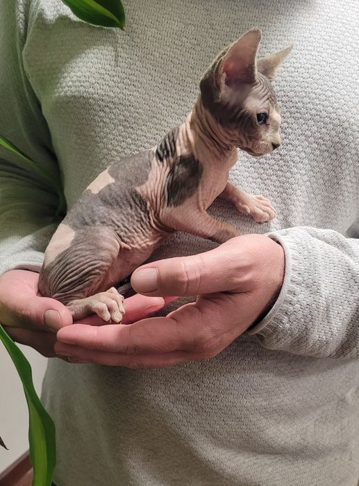 Gatinha sphynx bebé