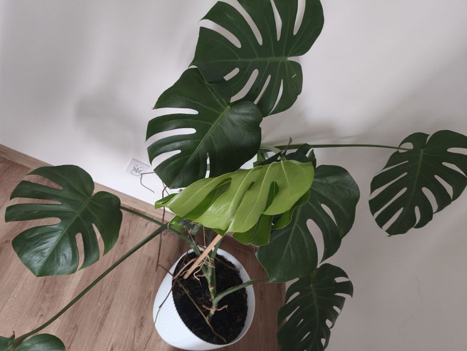 Monstera deliciosa