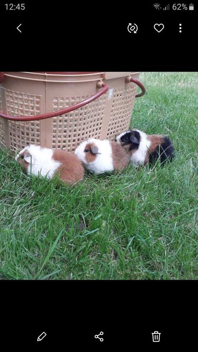 Американська Тедді