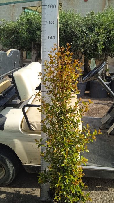 Eugenias newport para sebes