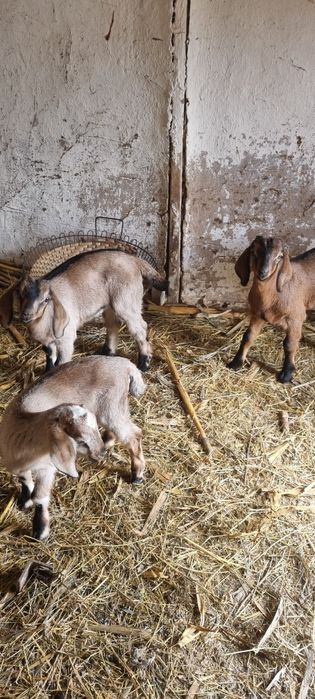 Козлик. Коза. Англо-нубийска.