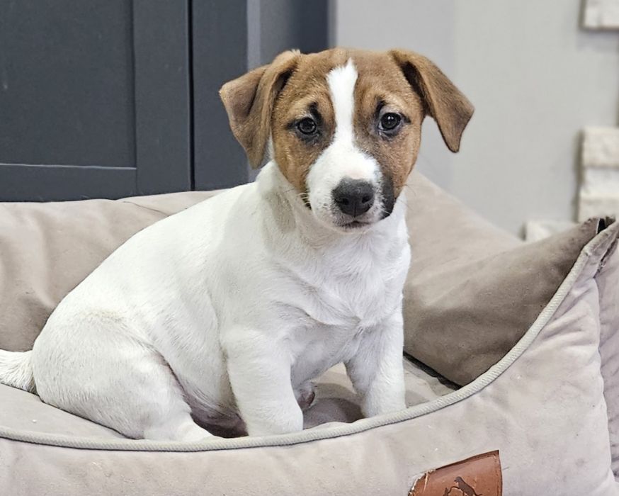 Piekny piesek Jack Russell ZKwP FCI