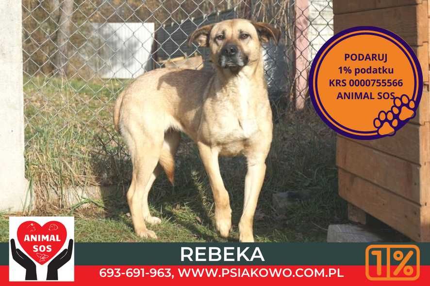 Rebeka: biszkoptowa cudna sunia do kochania Psiakowo