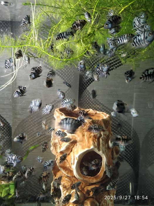 Тетра Конго 9 месяцев