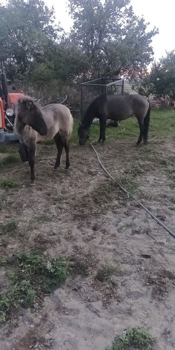 Sprzedam kobyłe ze źrubką