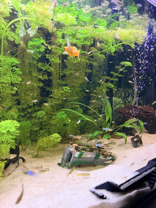 Roślinki z przycinki akwarium  Myriophyllum roslina akwarowa