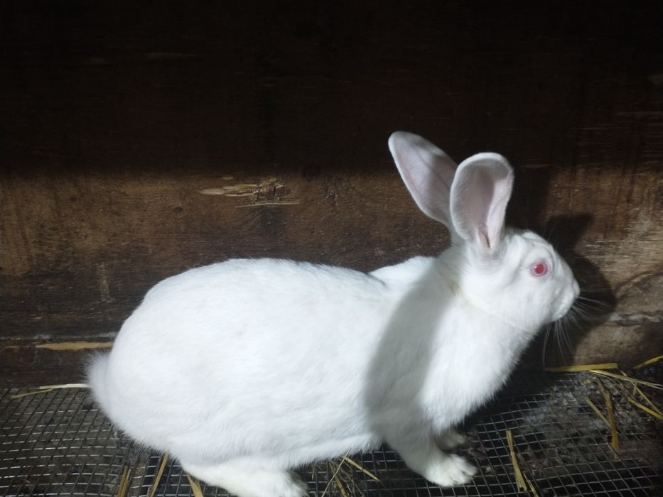 Продажа кроликов термон