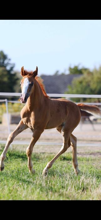 Piękna Klacz HAFLINGER