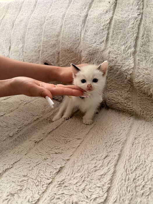 Ragdoll kot kocurek