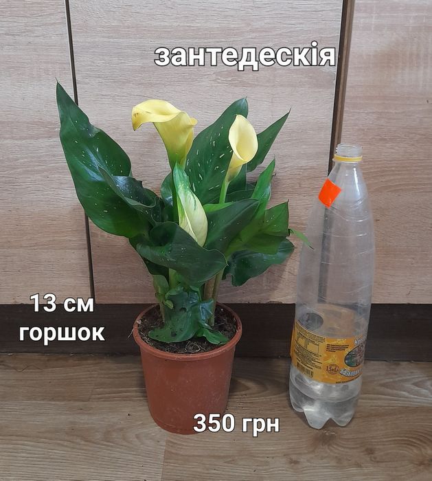 Крассула, спатифілум,  ноліна, драцена