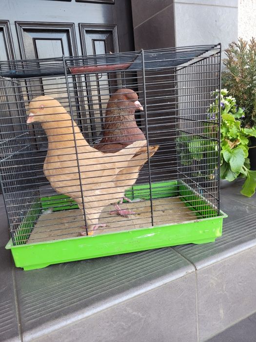 Gołębie kingi ..para