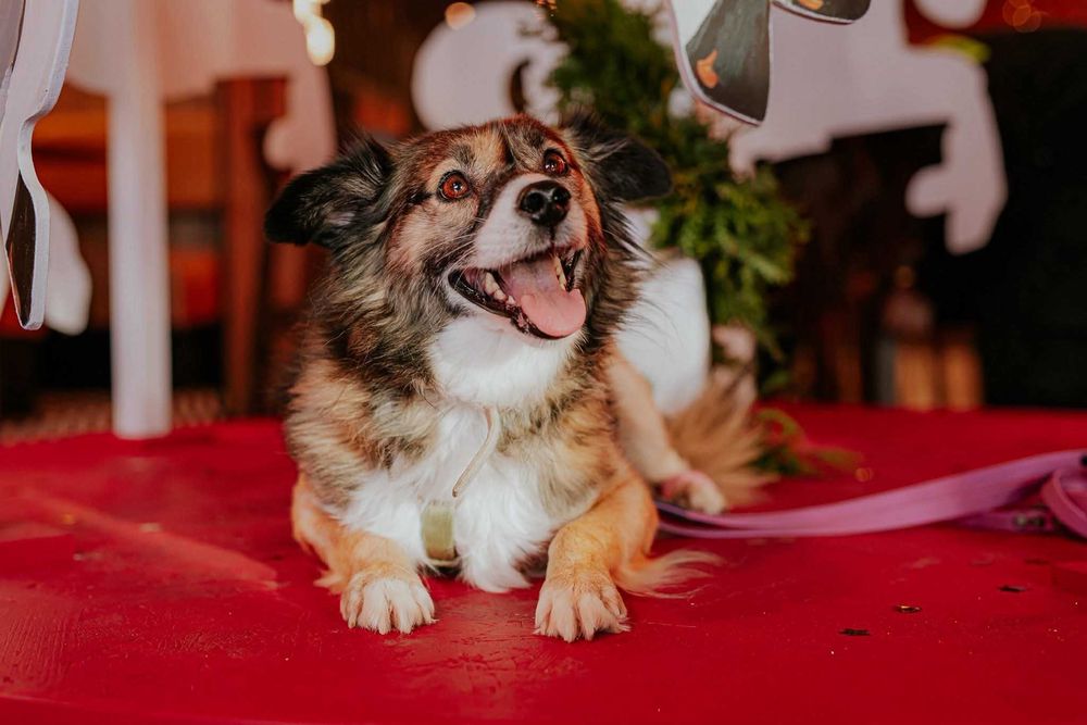 Milaszko prosi o dom