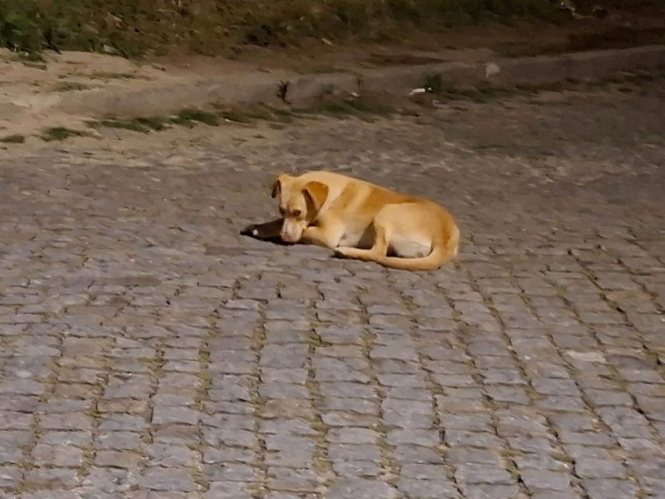 Cães para adocão/familia de acolhimento