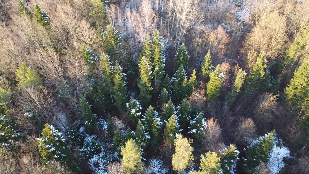 Las, działka leśna 34a Gwoźnica Dolna