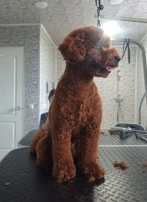 Грумінг для всіх порід собак і котів!