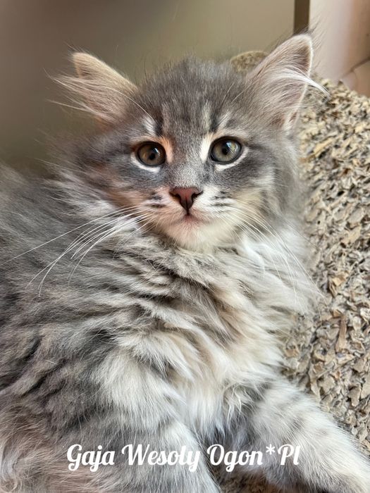 Kotka syberyjska - kocięta syberyjskie Wesoły Ogon*PL