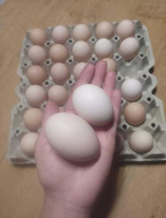 Sprzedam Jajka Wiejskie