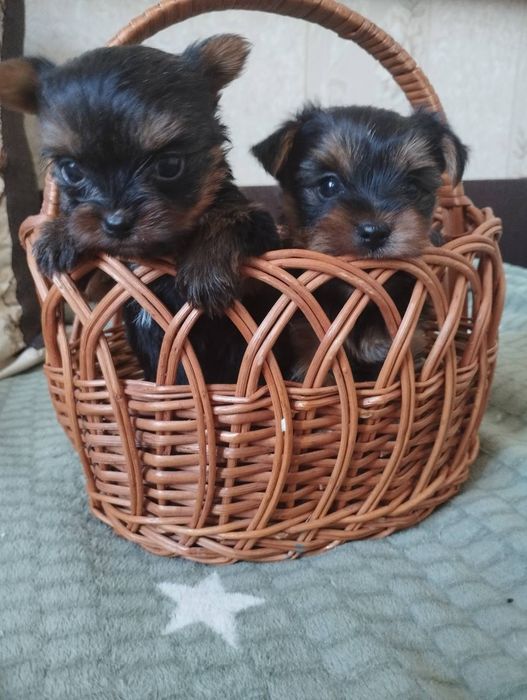 Міні йорки,дівчинка