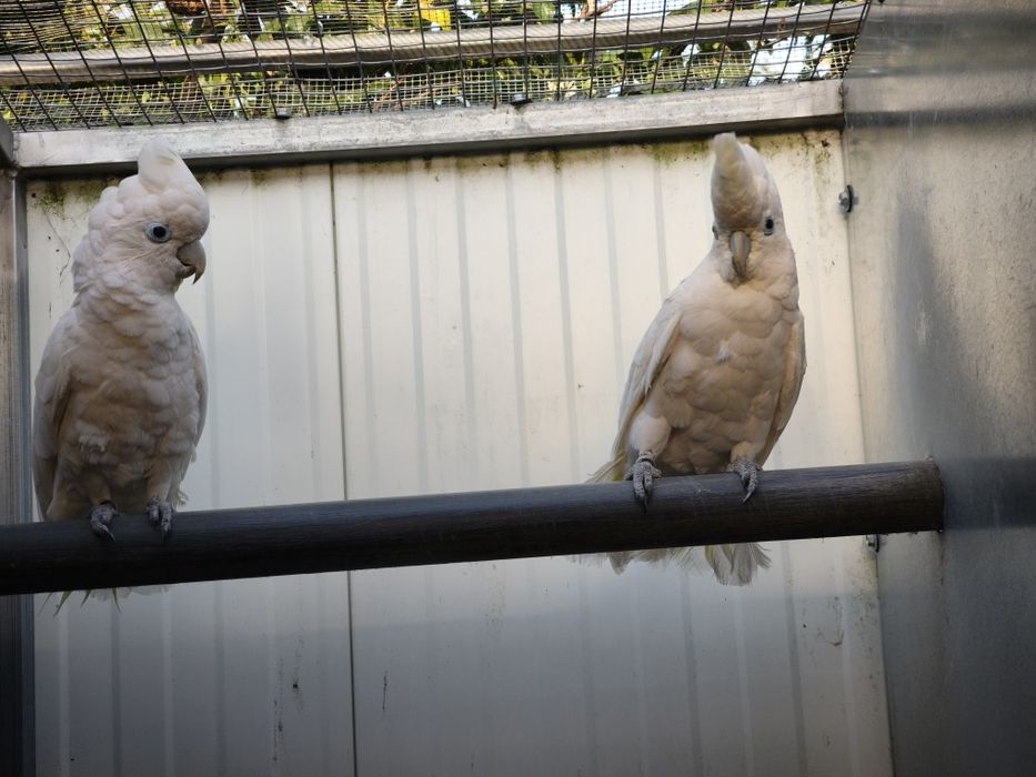 Casal de cacatuas docorpsii 2012 disponível para entrega imediata