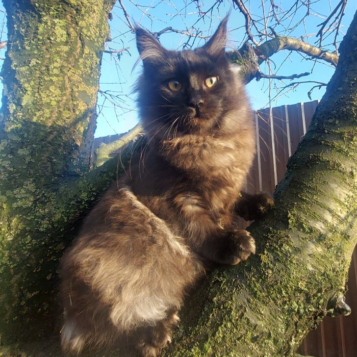 Велетні Мейн-кун