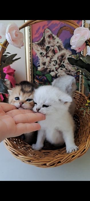 Кошенята, найкращий вибір! Британські котята, срібна та золота шиншила!