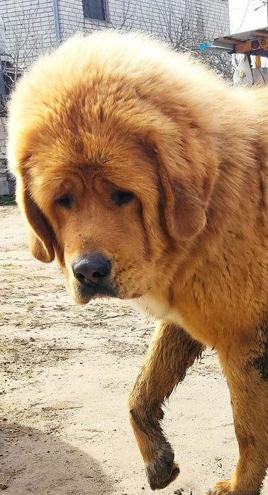 В'язка Тибетський Мастифа !