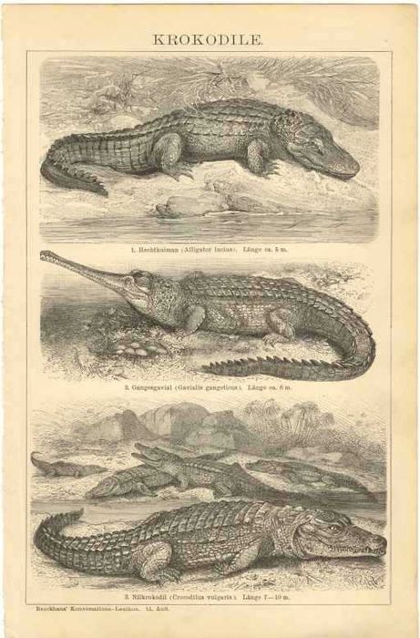 Zwierzęta II   oryginalna XIX w. grafika