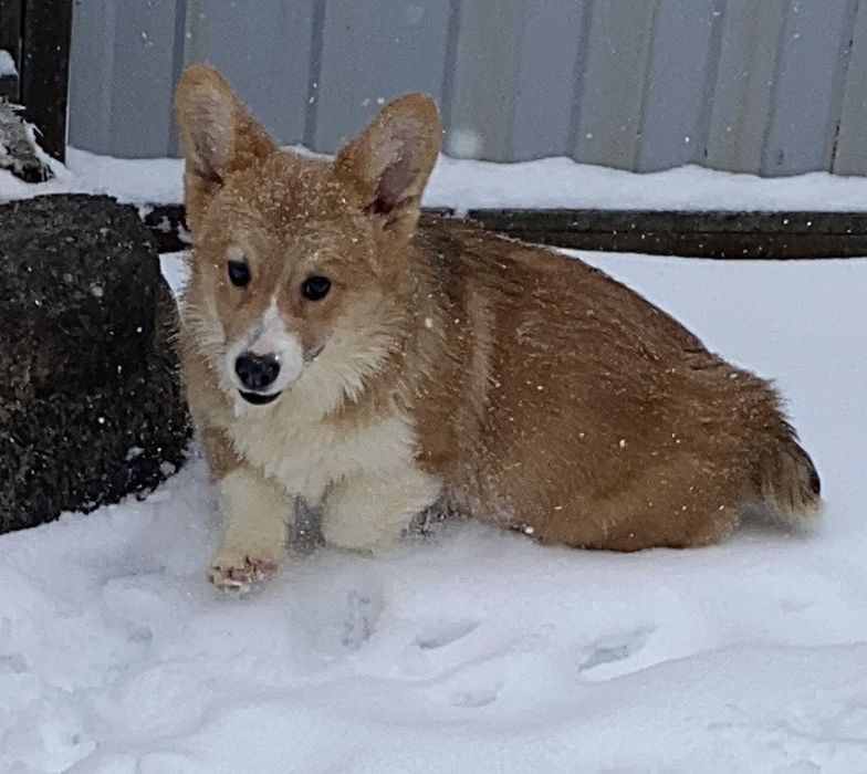 Вельш корги пемброк мальчик бобтейл