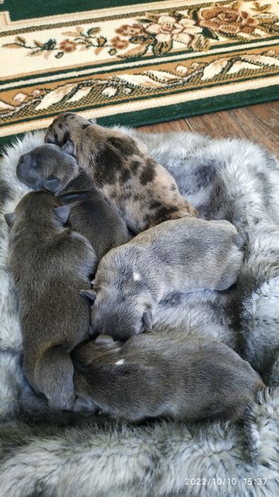 Кобель французского бульдога